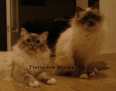 Tintin och Alyssa