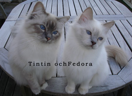 Tintin och Fedora